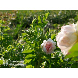 'Ritausma' - Rosa rugosa - 