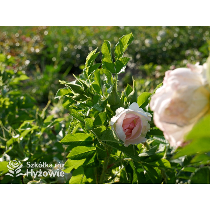 'Ritausma' - Rosa rugosa - 