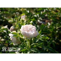 'Ritausma' - Rosa rugosa - 