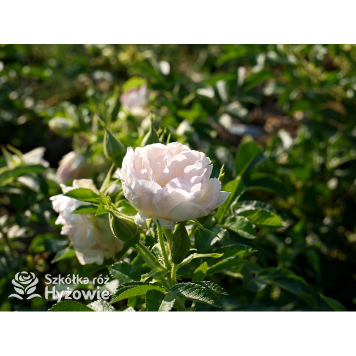 'Ritausma' - Rosa rugosa - 