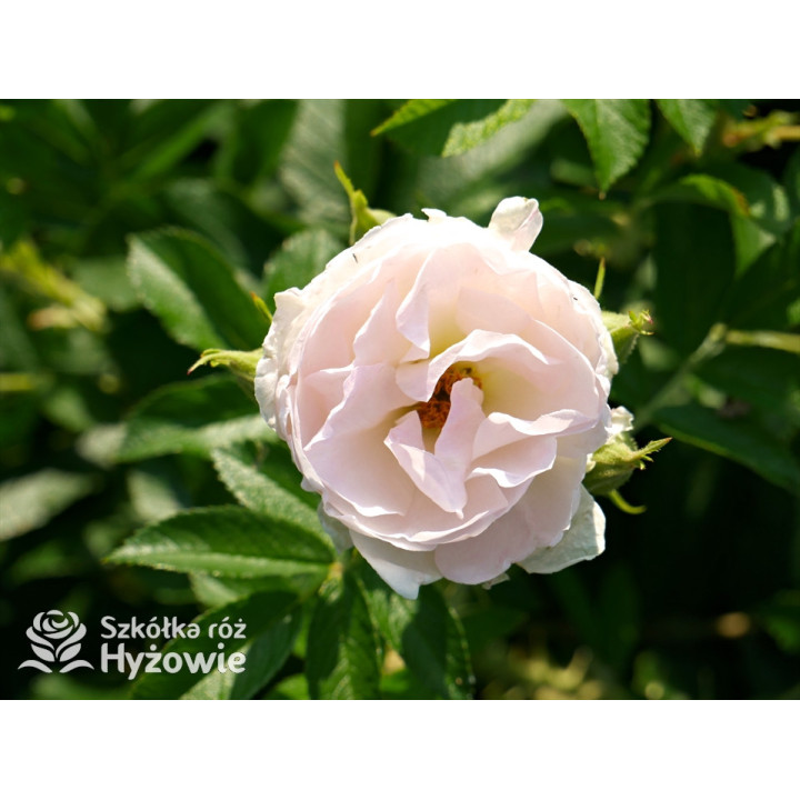 'Ritausma' - Rosa rugosa - 