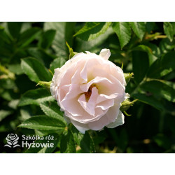 'Ritausma' - Rosa rugosa - 