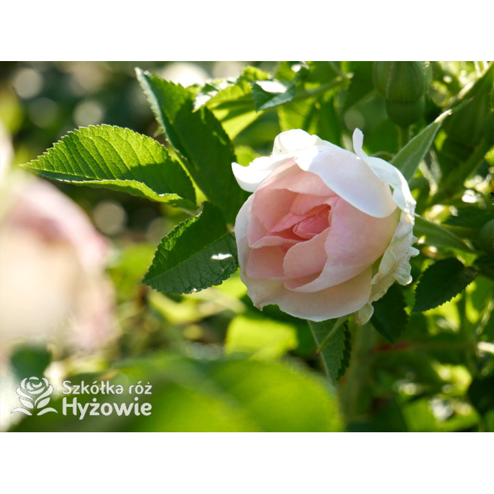 'Ritausma' - Rosa rugosa - 