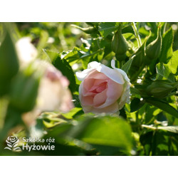 'Ritausma' - Rosa rugosa - 