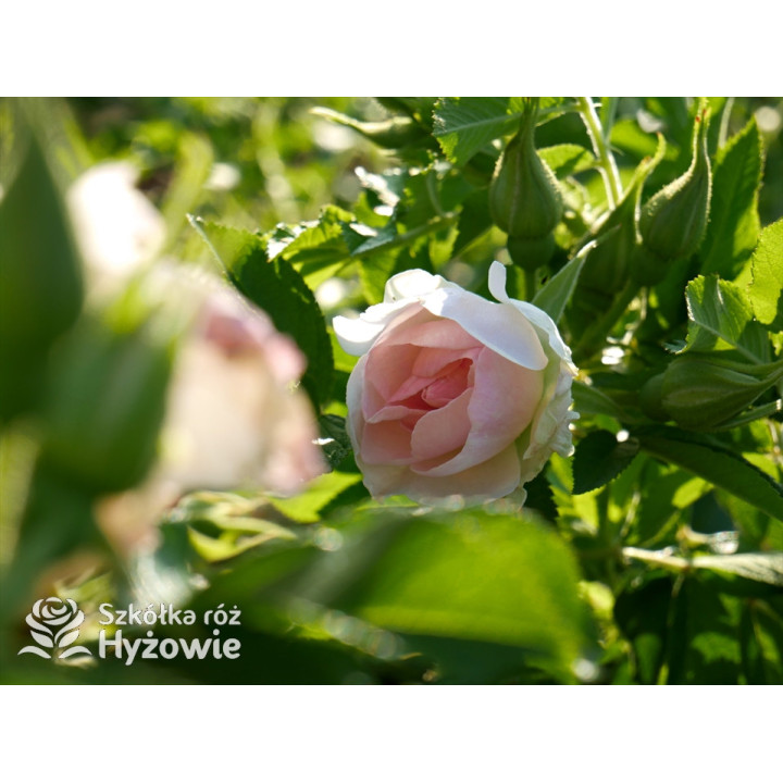 'Ritausma' - Rosa rugosa - 