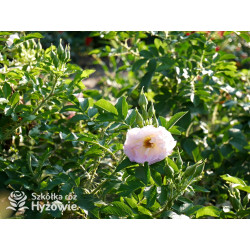 'Ritausma' - Rosa rugosa - 