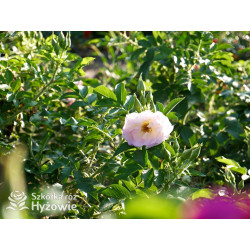 'Ritausma' - Rosa rugosa - 