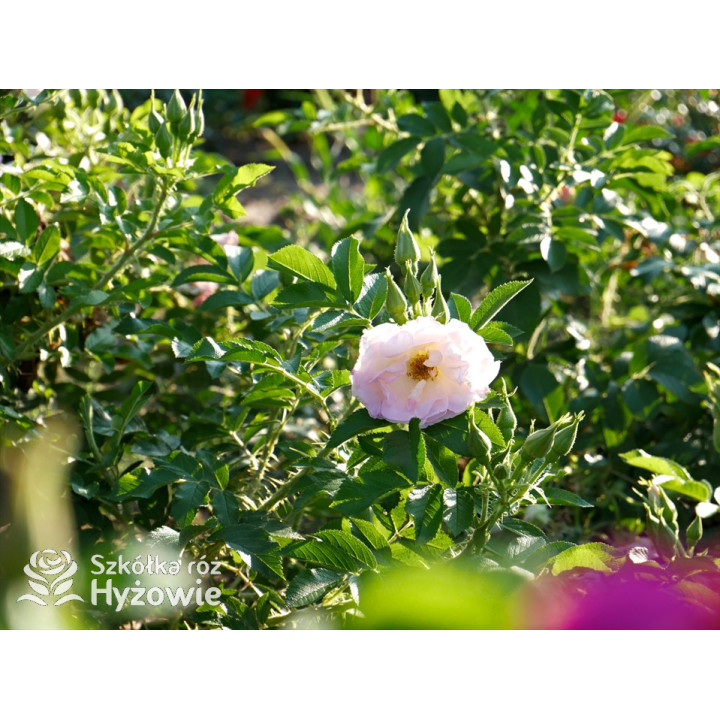 'Ritausma' - Rosa rugosa - 