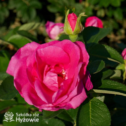 'Lydia Freimane' - Główna - 