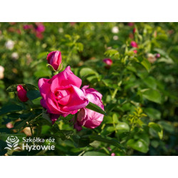 'Lydia Freimane' - Główna - 