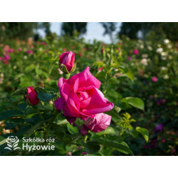 'Lydia Freimane' - Główna - 