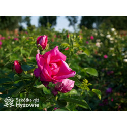 'Lydia Freimane' - Główna - 