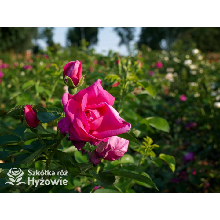 'Lydia Freimane' - Główna - 