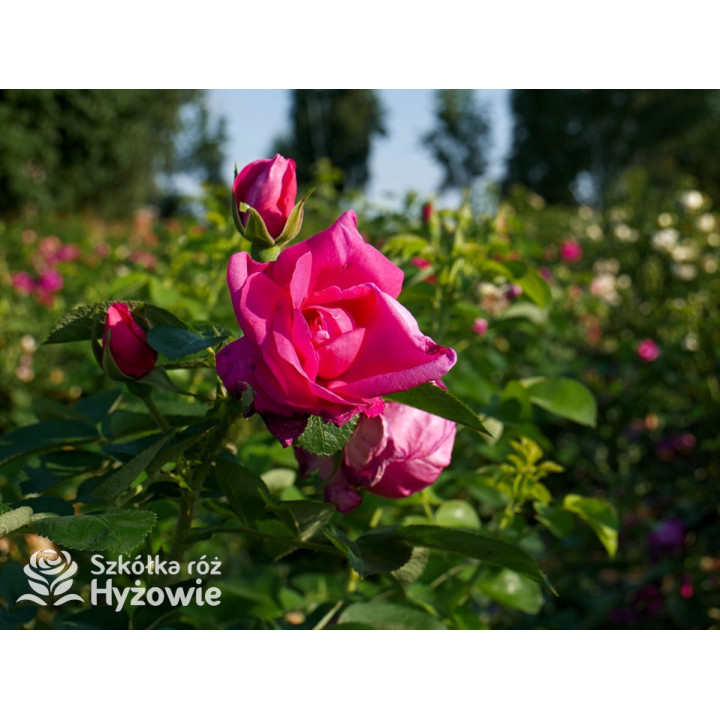 'Lydia Freimane' - Główna - 