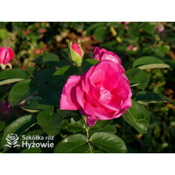 'Lydia Freimane' - Główna - 