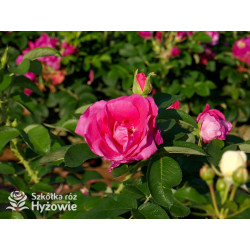 'Lydia Freimane' - Główna - 