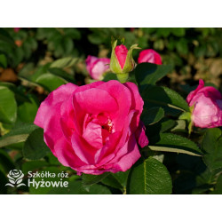 'Lydia Freimane' - Główna - 