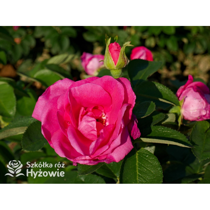 'Lydia Freimane' - Główna - 