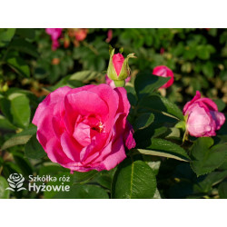 'Lydia Freimane' - Główna - 