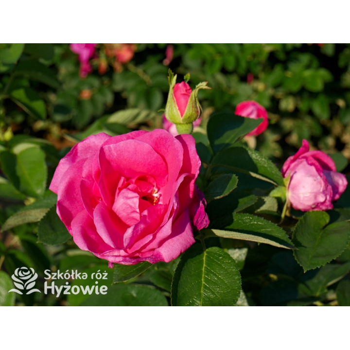 'Lydia Freimane' - Główna - 