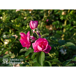 'Lydia Freimane' - Główna - 