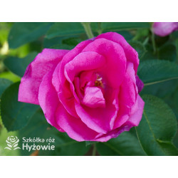 'Lydia Freimane' - Główna - 