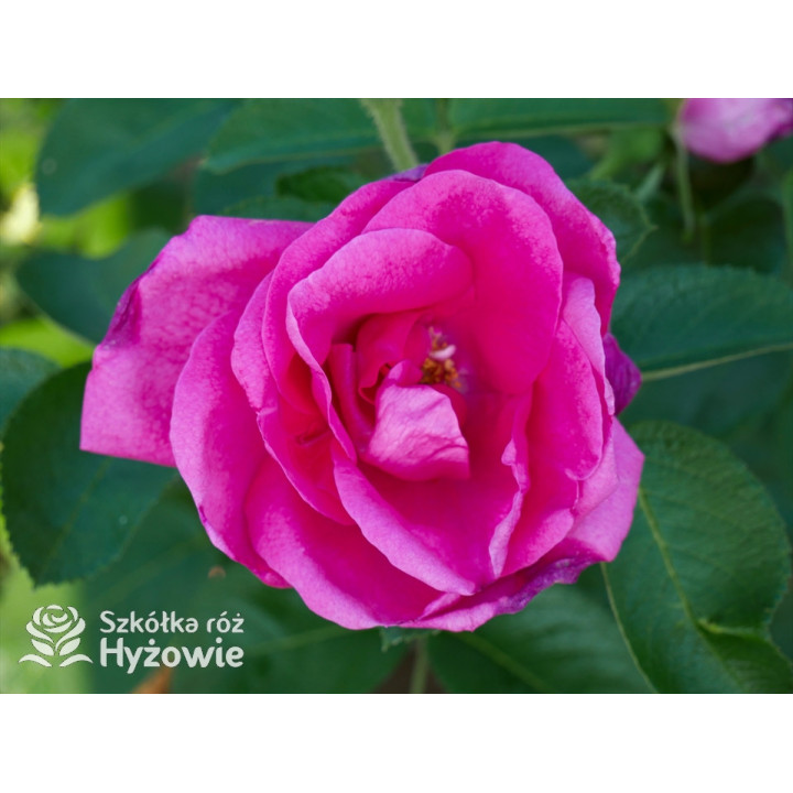 'Lydia Freimane' - Główna - 