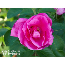 'Lydia Freimane' - Główna - 