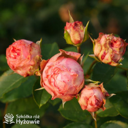 What a Wonderful World™ - Róże Rabatowe -
