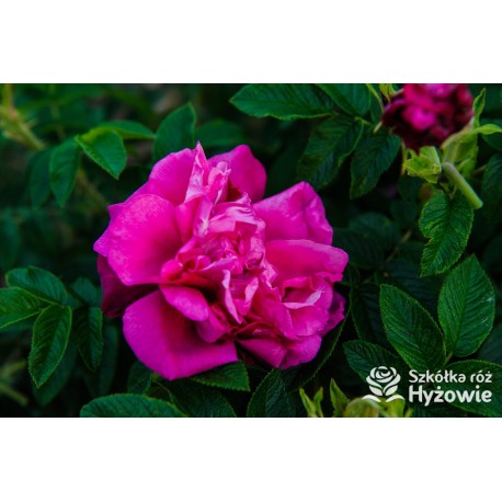 Purple Roadrunner® Purpurowe kwiaty o intensywnym zapachu. Soczyście zielone liście, duża liczba kolców. Niski krzew.