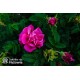 Purple Roadrunner® Purpurowe kwiaty o intensywnym zapachu. Soczyście zielone liście, duża liczba kolców. Niski krzew.