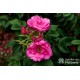 Rosa Rugosa Red Foxi® Różowo-malinowe kwiaty o intensywnym zapachu. Soczyście zielone liście, duża liczba kolców. Niski krzew.