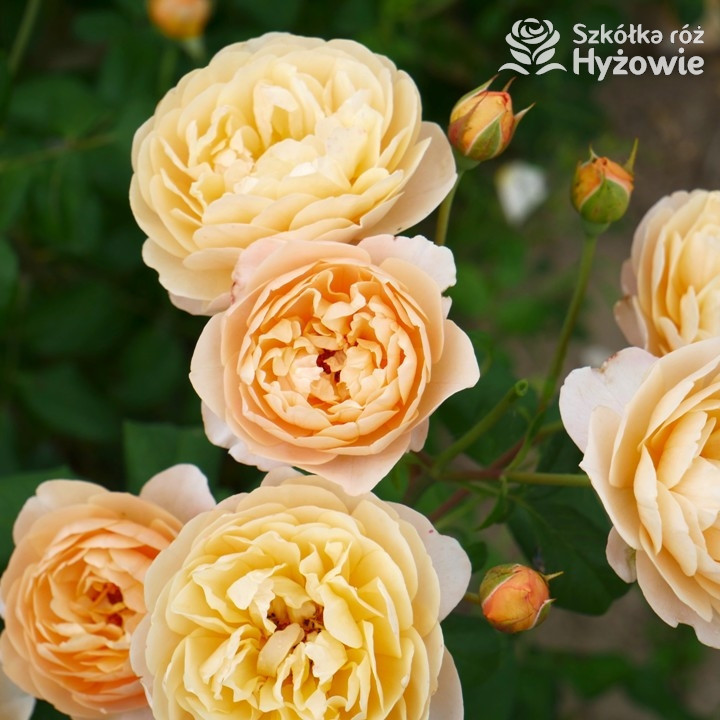 Róża angielska Roald Dahl | Szkółka Róż Hyżowie | David Austin