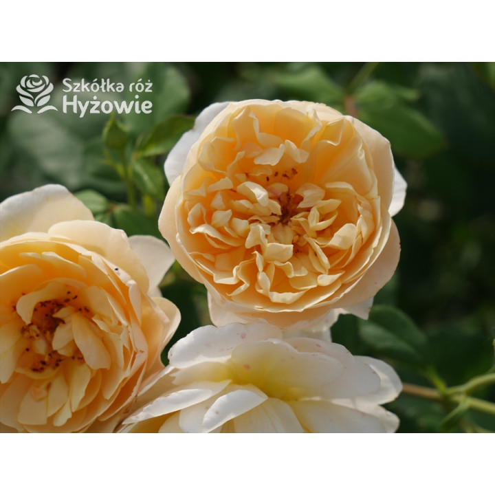 Roald Dahl™ (Ausowlish) - David Austin® Róże Angielskie - 