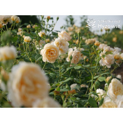 Roald Dahl™ (Ausowlish) - David Austin® Róże Angielskie - 