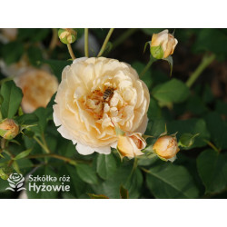 Roald Dahl™ (Ausowlish) - David Austin® Róże Angielskie - 