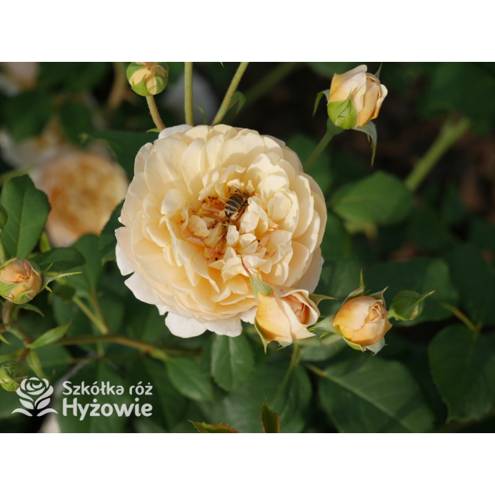 Roald Dahl™ (Ausowlish) - David Austin® Róże Angielskie - 