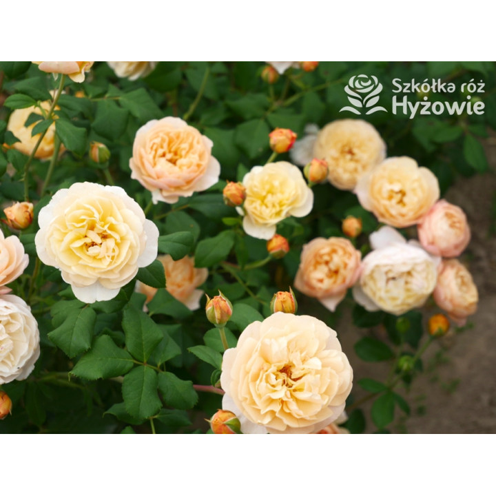 Roald Dahl™ (Ausowlish) - David Austin® Róże Angielskie - 