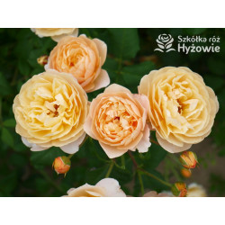 Roald Dahl™ (Ausowlish) - David Austin® Róże Angielskie - 