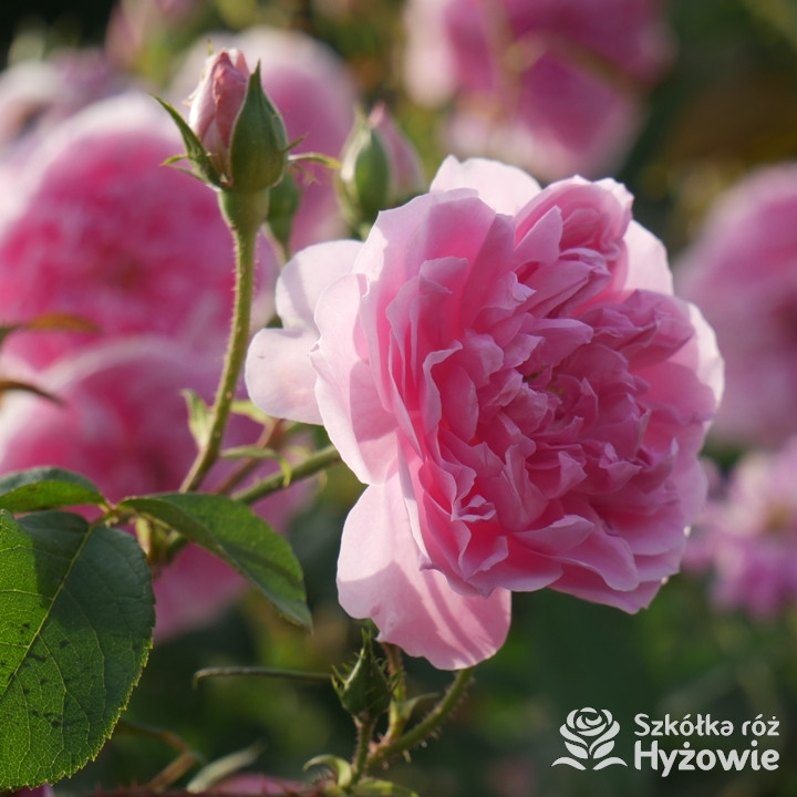 Róża Harlow Carr (Aushouse) | Szkółka Róż Hyżowie | David Austin