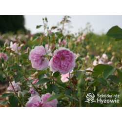 Harlow Carr™ (Aushouse) - David Austin® Róże Angielskie - 