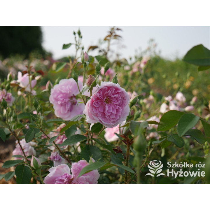 Harlow Carr™ (Aushouse) - David Austin® Róże Angielskie - 