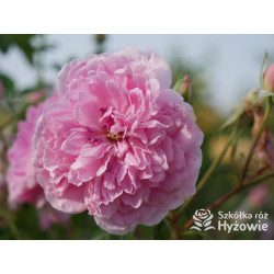 Harlow Carr™ (Aushouse) - David Austin® Róże Angielskie - 