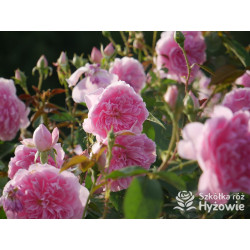 Harlow Carr™ (Aushouse) - David Austin® Róże Angielskie - 