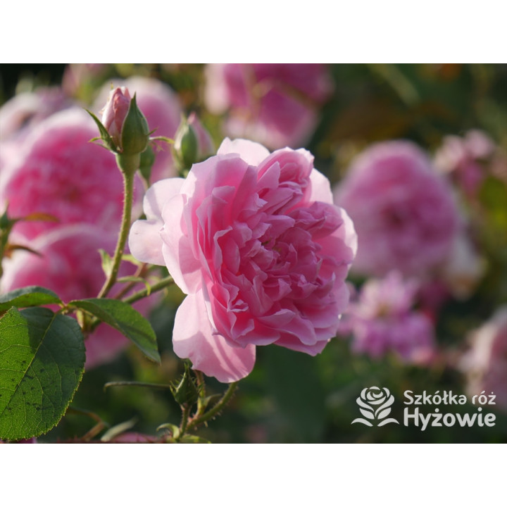 Harlow Carr™ (Aushouse) - David Austin® Róże Angielskie - 