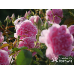 Harlow Carr™ (Aushouse) - David Austin® Róże Angielskie - 