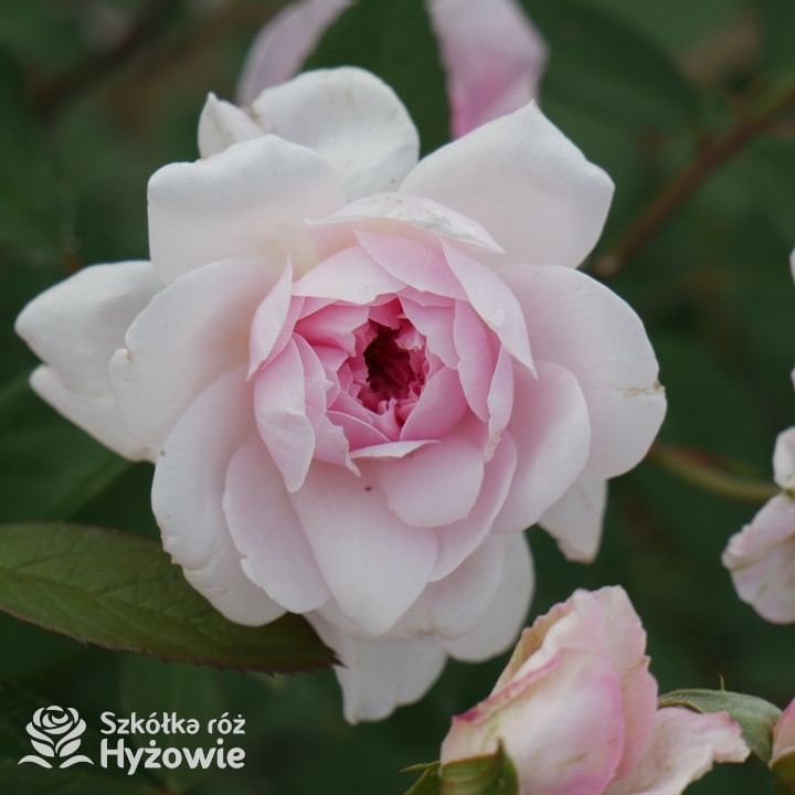 Róża angielska Mortimer Sackler® | Szkółka Róż Hyżowie | David Austin