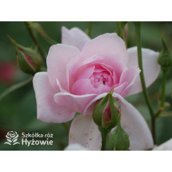Mortimer Sackler™ / Mary Delany™ (Ausorts) - David Austin® Róże Angielskie -  Mortimer Sackler™ / Mary Delany™ (Ausorts) - David Austin® Róże Angielskie -