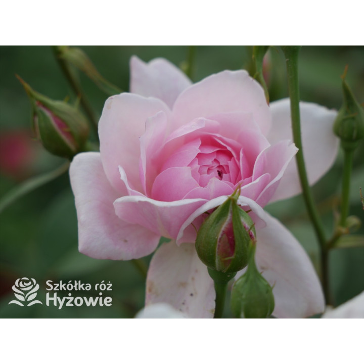 Mortimer Sackler™ / Mary Delany™ (Ausorts) - David Austin® Róże Angielskie -  Mortimer Sackler™ / Mary Delany™ (Ausorts) - David Austin® Róże Angielskie -