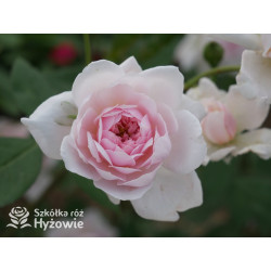 Mortimer Sackler™ / Mary Delany™ (Ausorts) - David Austin® Róże Angielskie -  Mortimer Sackler™ / Mary Delany™ (Ausorts) - David Austin® Róże Angielskie -